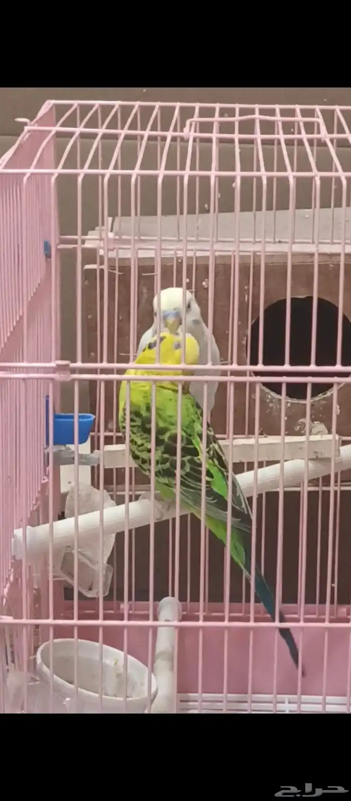 زوج بادجي وفروخه 7