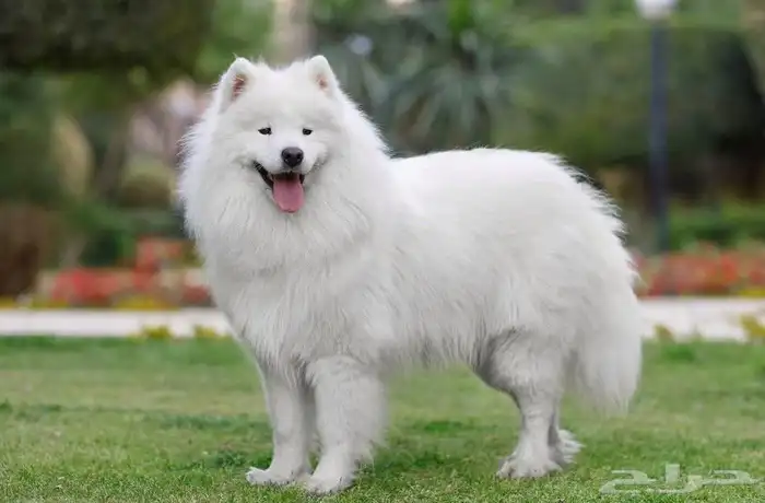 هاسكى ابيض عمر 5شهور 0