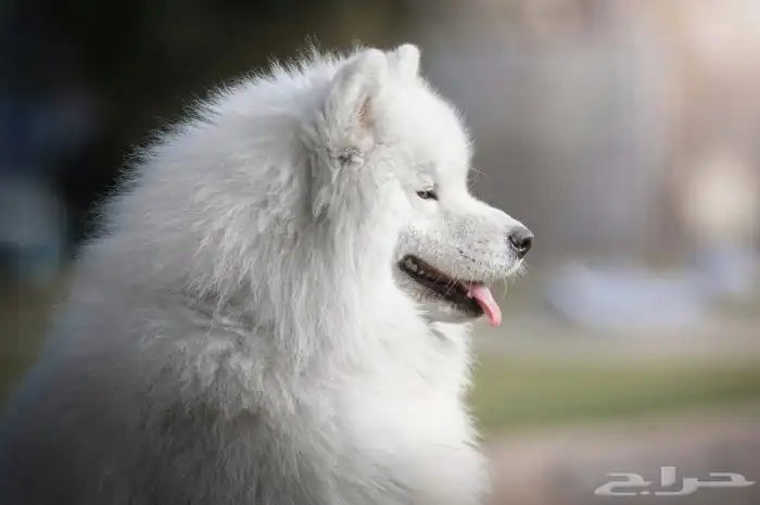 هاسكى ابيض عمر 5شهور 1