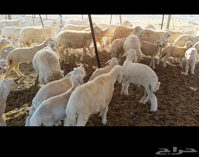 غنم حريات خالفات طيبه 19تحتها 19 4