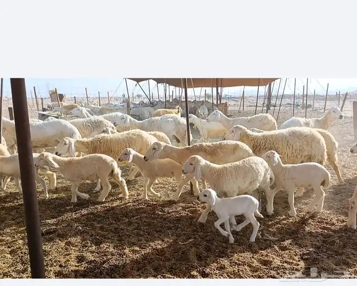 غنم حريات خالفات طيبه 19تحتها 19 2