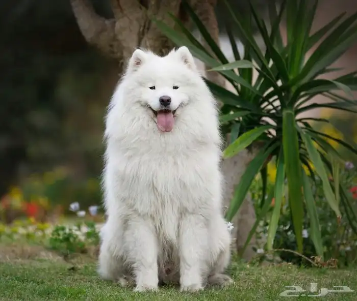 هاسكى ابيض عمر 5شهور 2