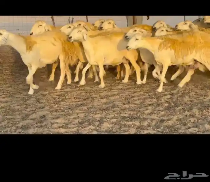 غنم حريات جنب طيبه دفيع ومضاريع 83 8