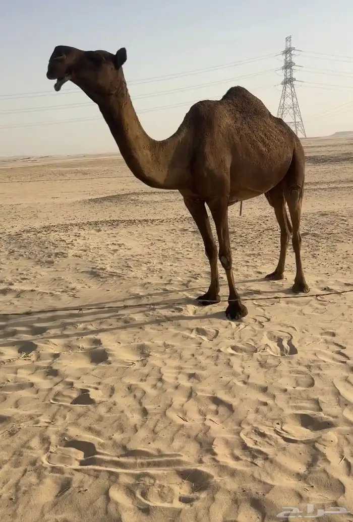 للبيع ضروبه مابعد استالدت لقحه وكسرات 2