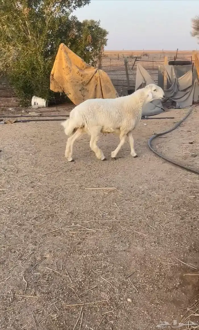 مشروع فحل حري 2