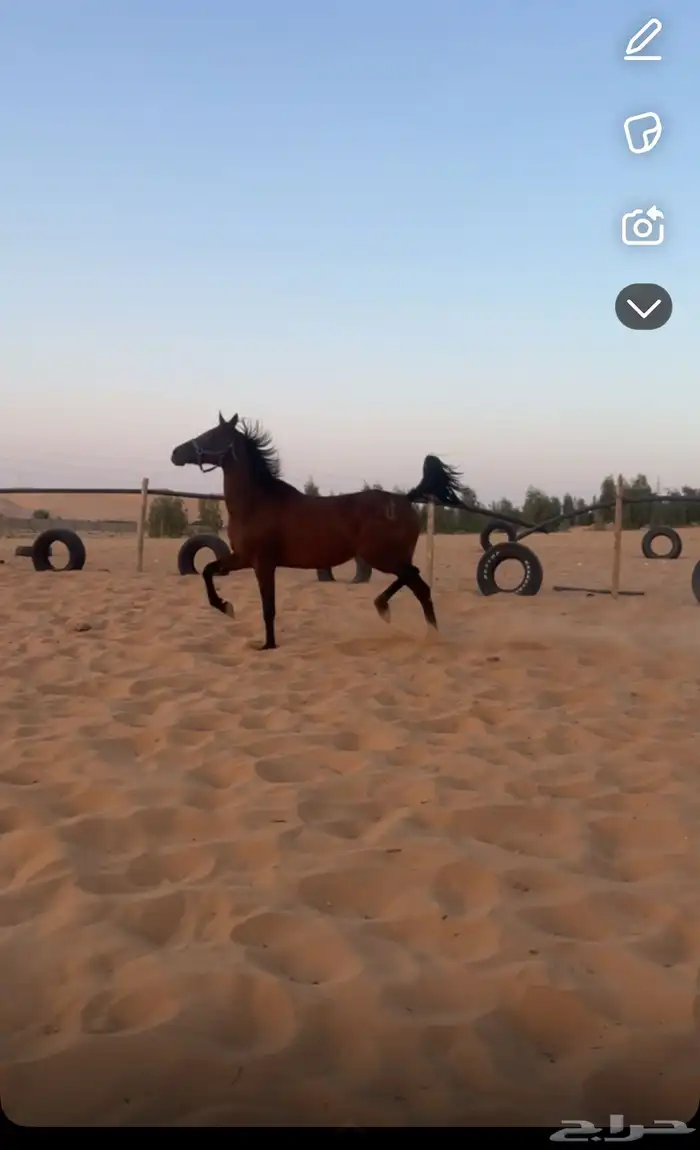 فرس لقاح 5