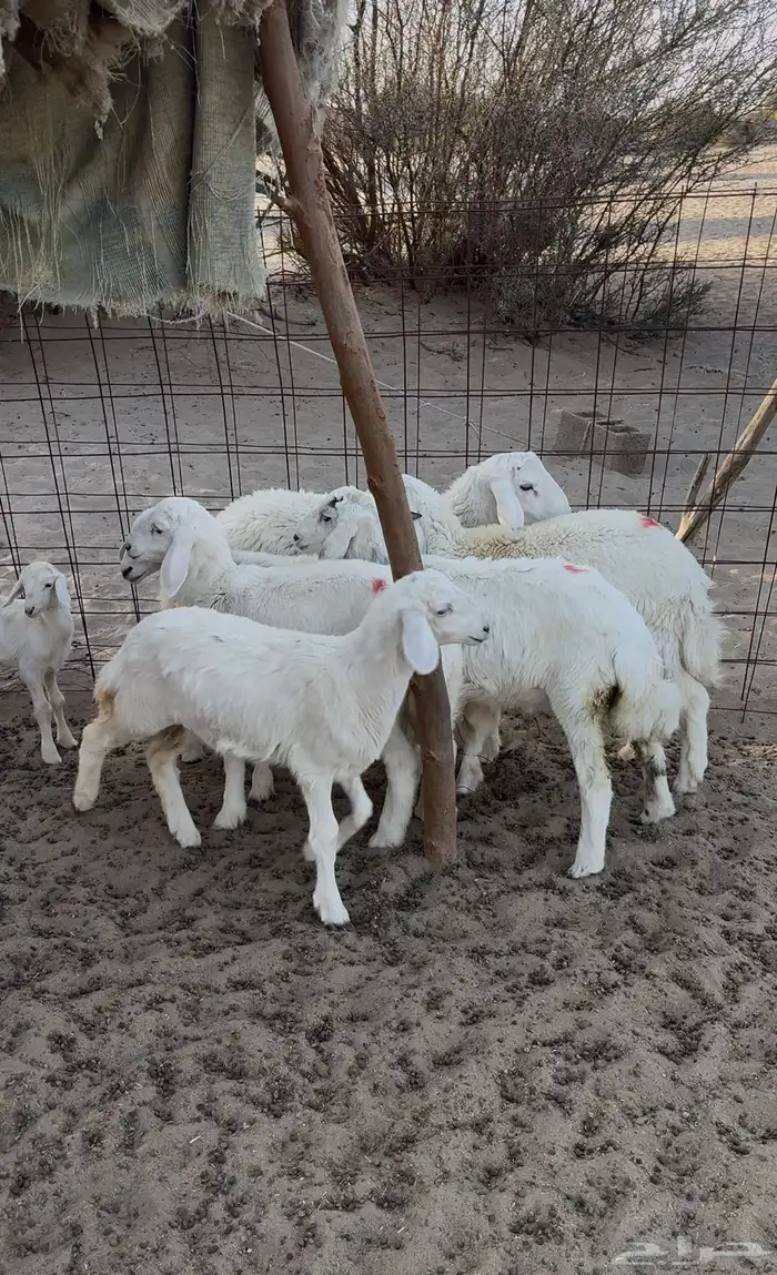 5 طليان أعمارها من 3 شهور 3
