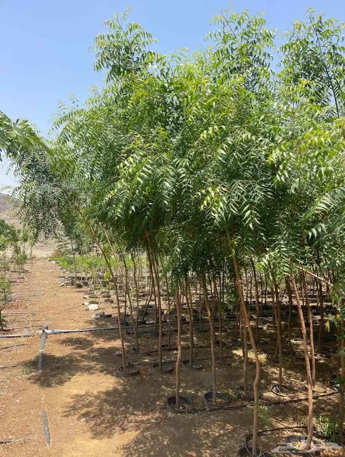 Aljumum Nursery in AlJamoum sells seedlings and bags in 6