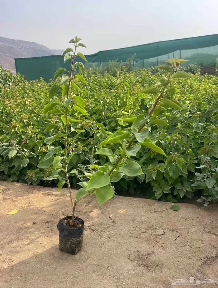 Aljumum Nursery in AlJamoum sells seedlings and bags in 7