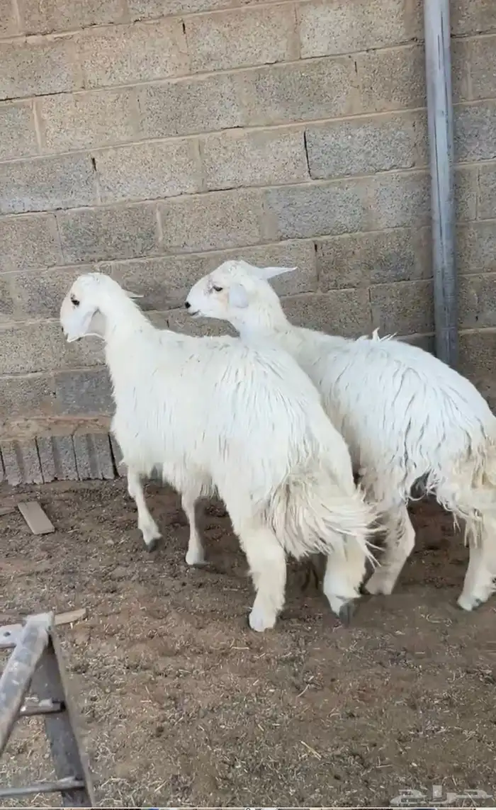 للبيع خرفان جذعان تم البيع 1
