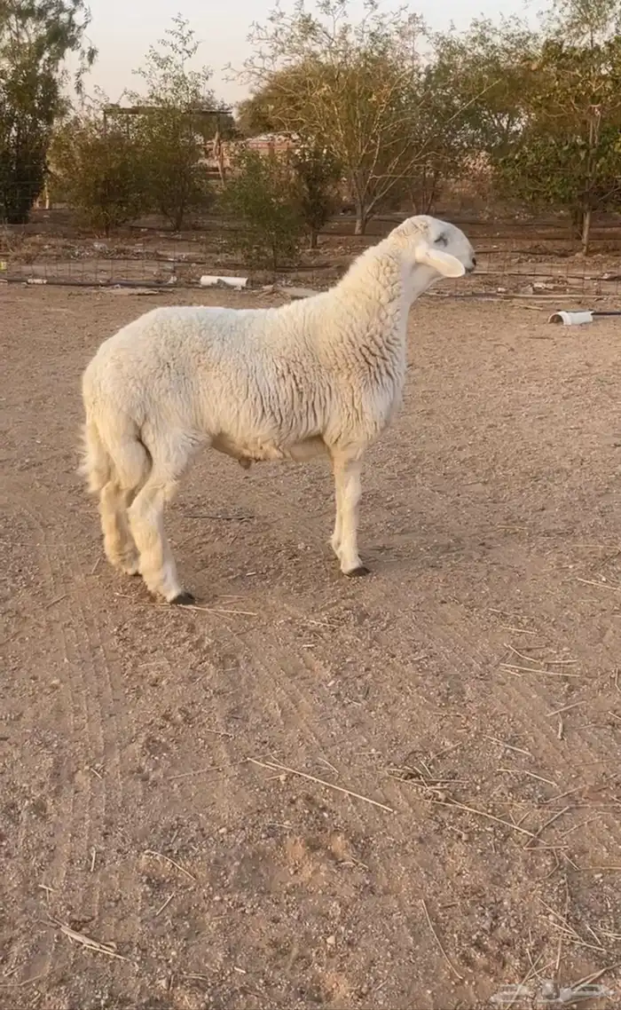 مشروع فحل حري 1