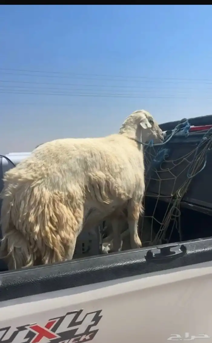 فحل حري مشروط 0