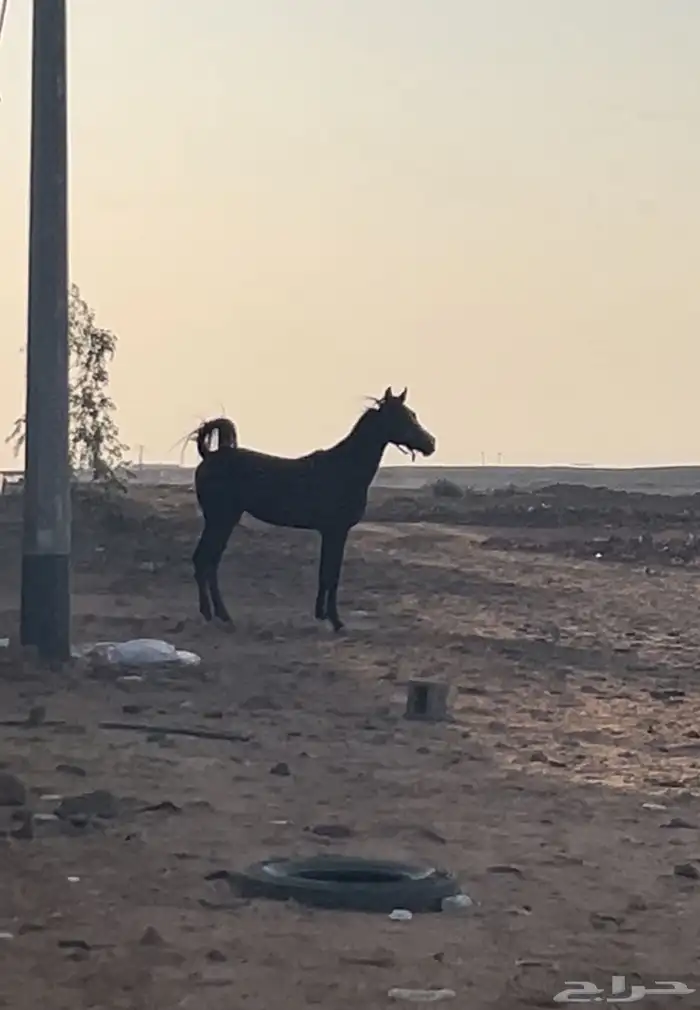 حصان للبيع 1