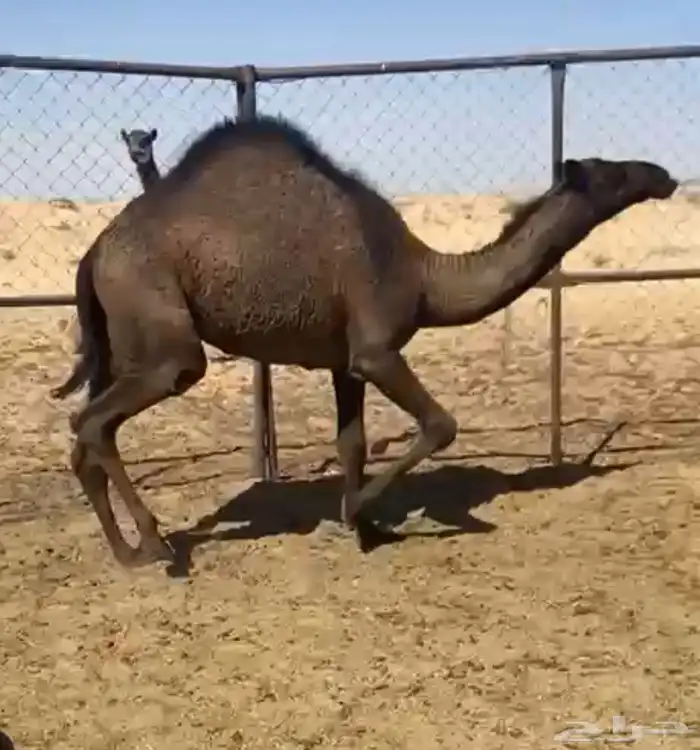 بكره طيبه وعدله 0