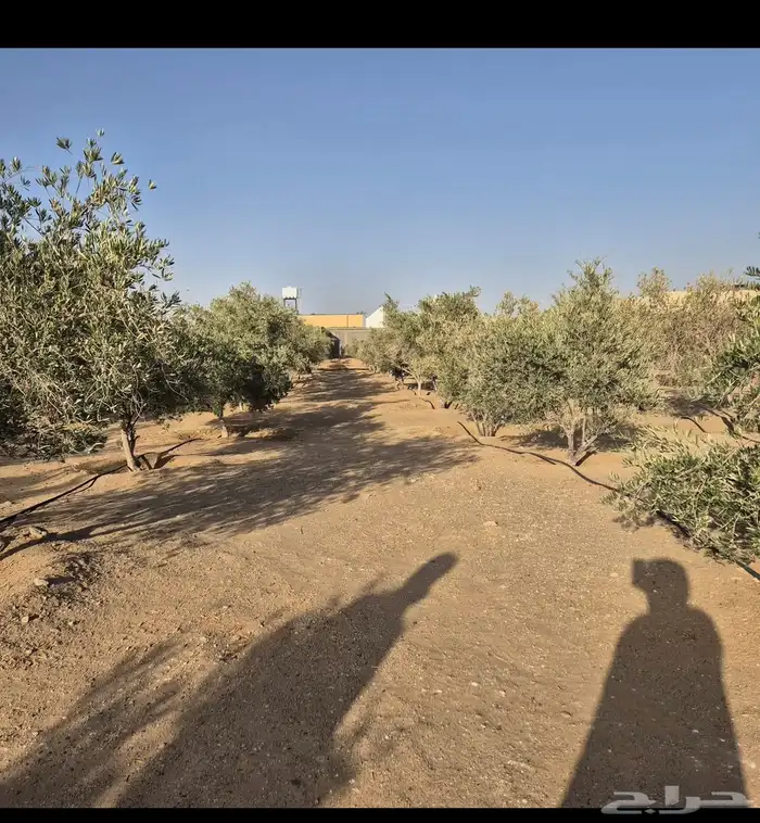للبيع شجر زيتون 1
