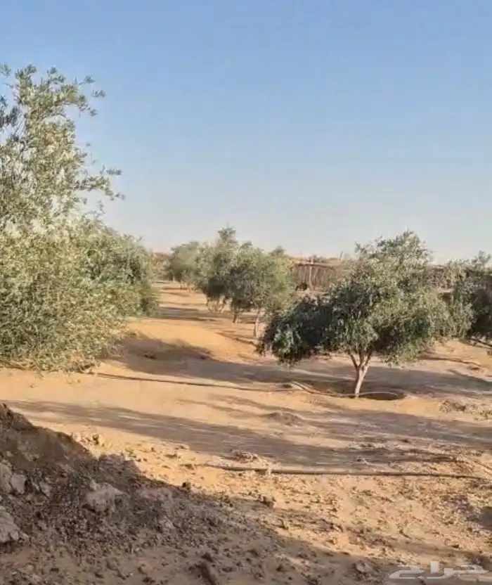 للبيع شجر زيتون 3