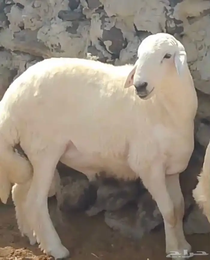 مشروع فحل لبيع 4