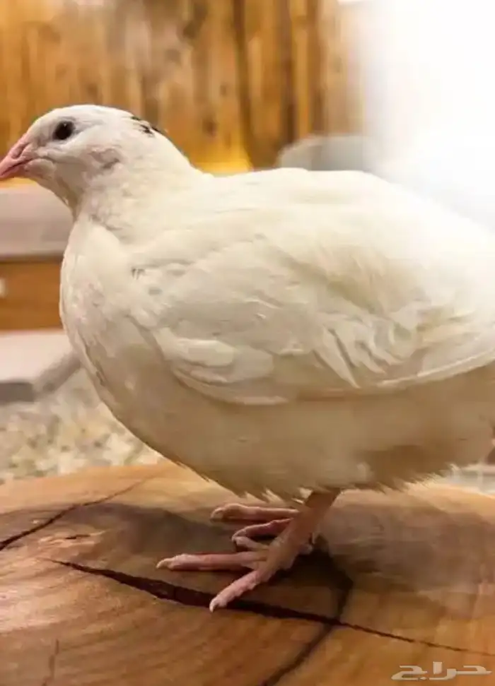 بيض سمان تكساس وبلدي 0