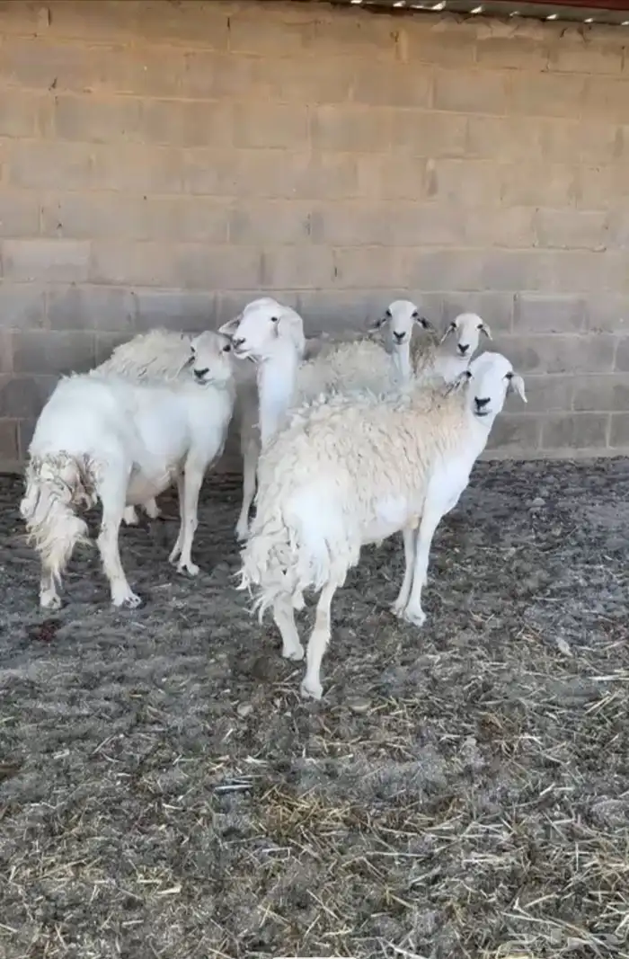 غنم طيبه العدد 6 مع الفحول ودفيع 0