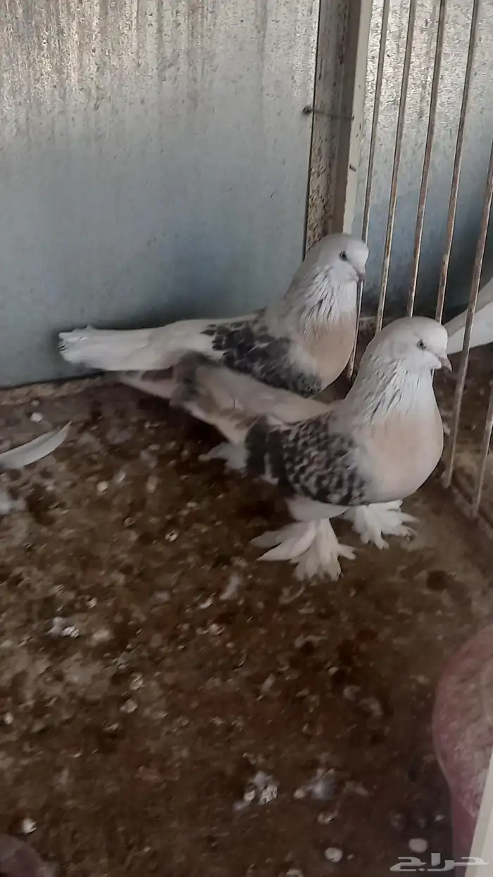 ذكر ارفلي كرست وجوز منقا 3