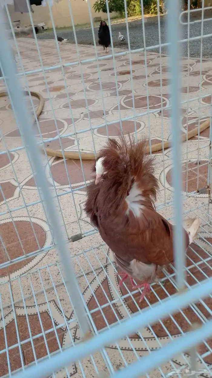 حمام زينه 0