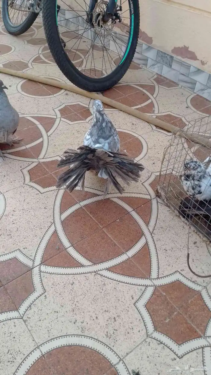 حمام زينه 5