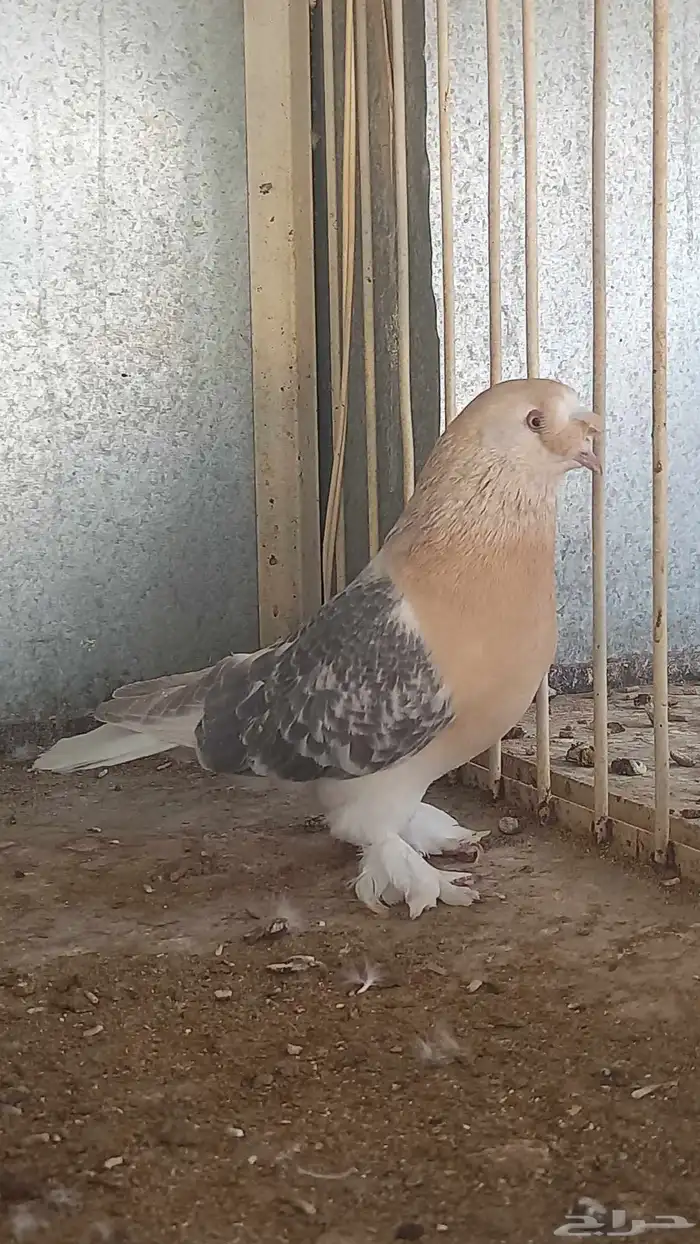 ذكر ارفلي كرست وجوز منقا 1