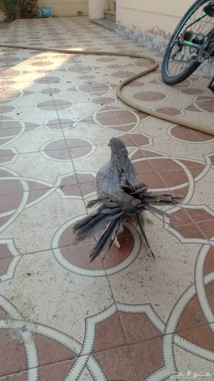 حمام زينه 3