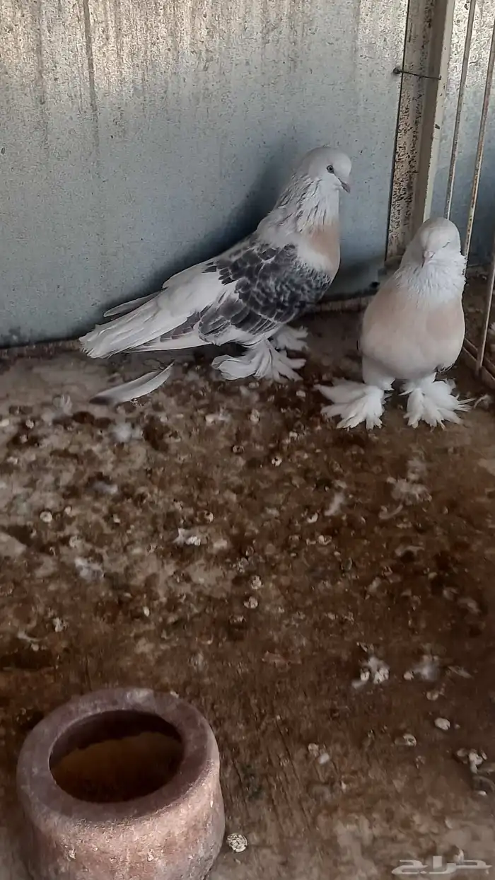 ذكر ارفلي كرست وجوز منقا 5