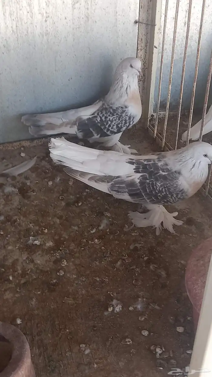 ذكر ارفلي كرست وجوز منقا 6