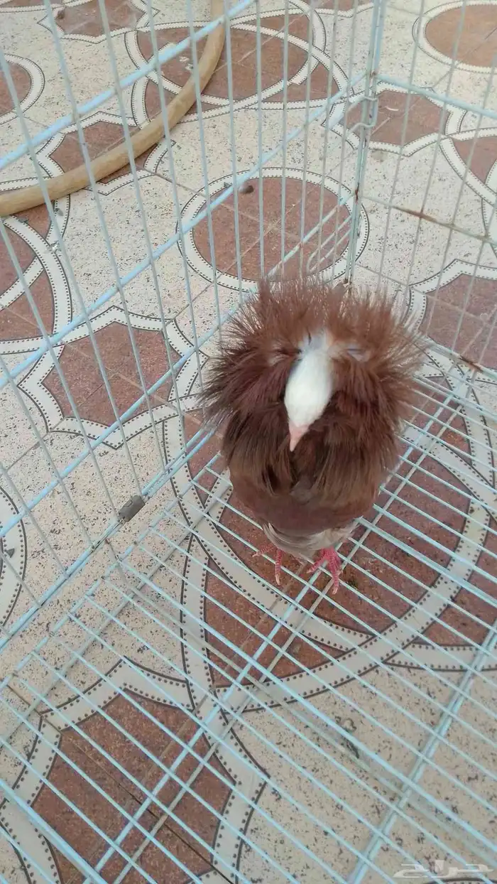 حمام زينه 1