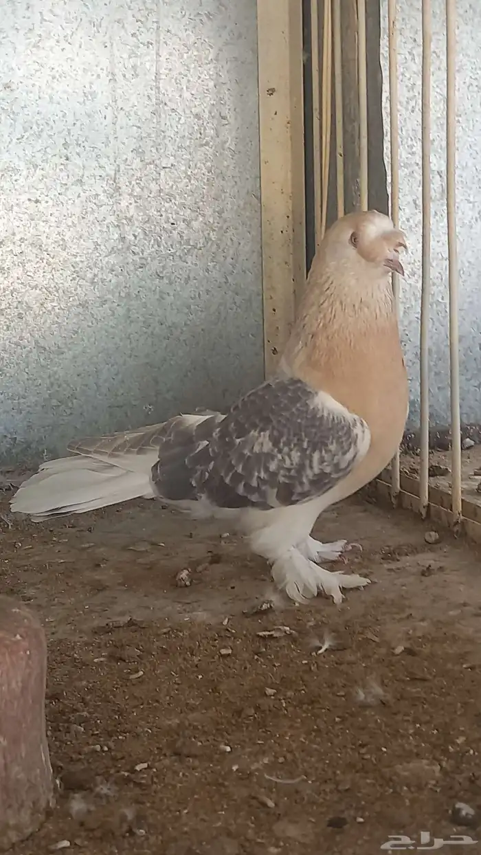 ذكر ارفلي كرست وجوز منقا 0