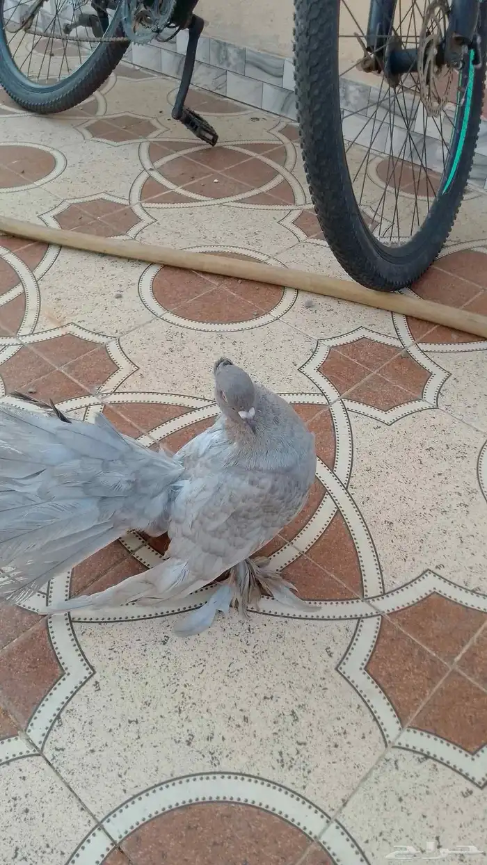 حمام زينه 4
