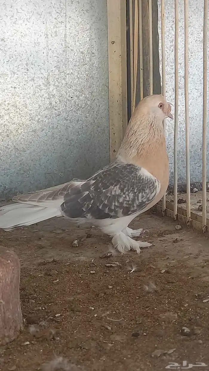 ذكر ارفلي كرست وجوز منقا 2