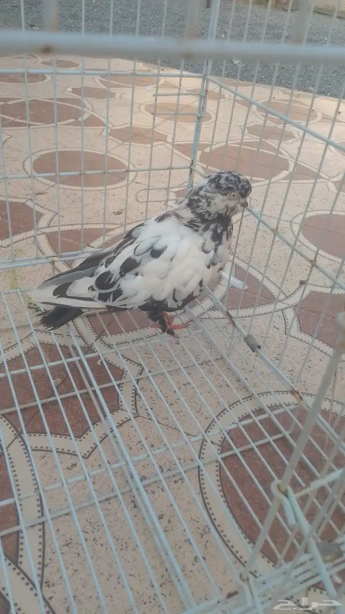 حمام زينه 9