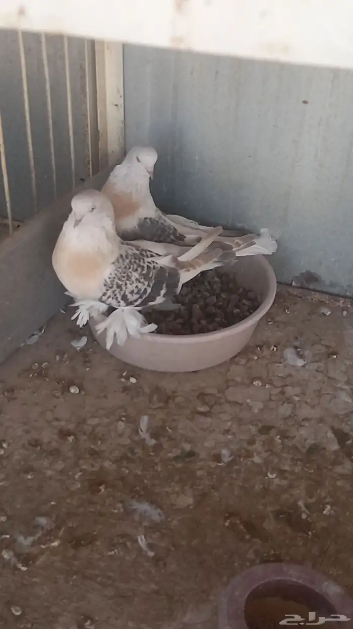 ذكر ارفلي كرست وجوز منقا 4