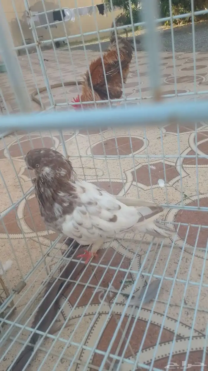 حمام زينه 8