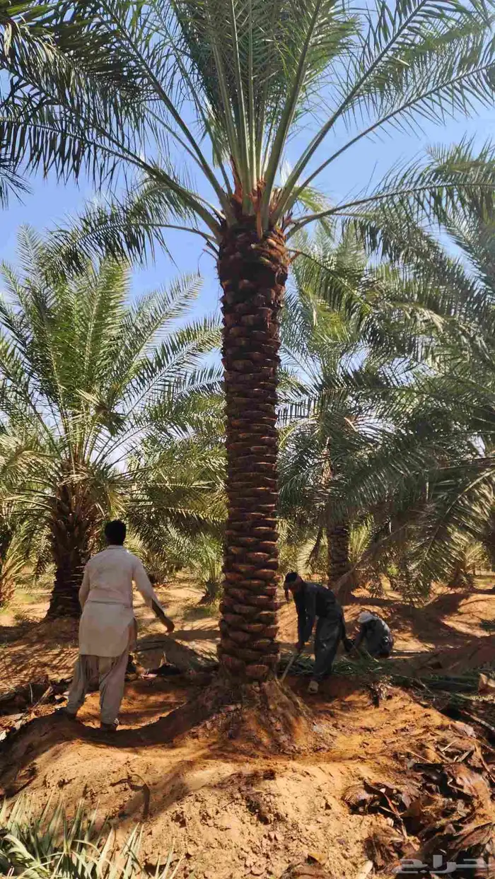 نخل للبيع 0