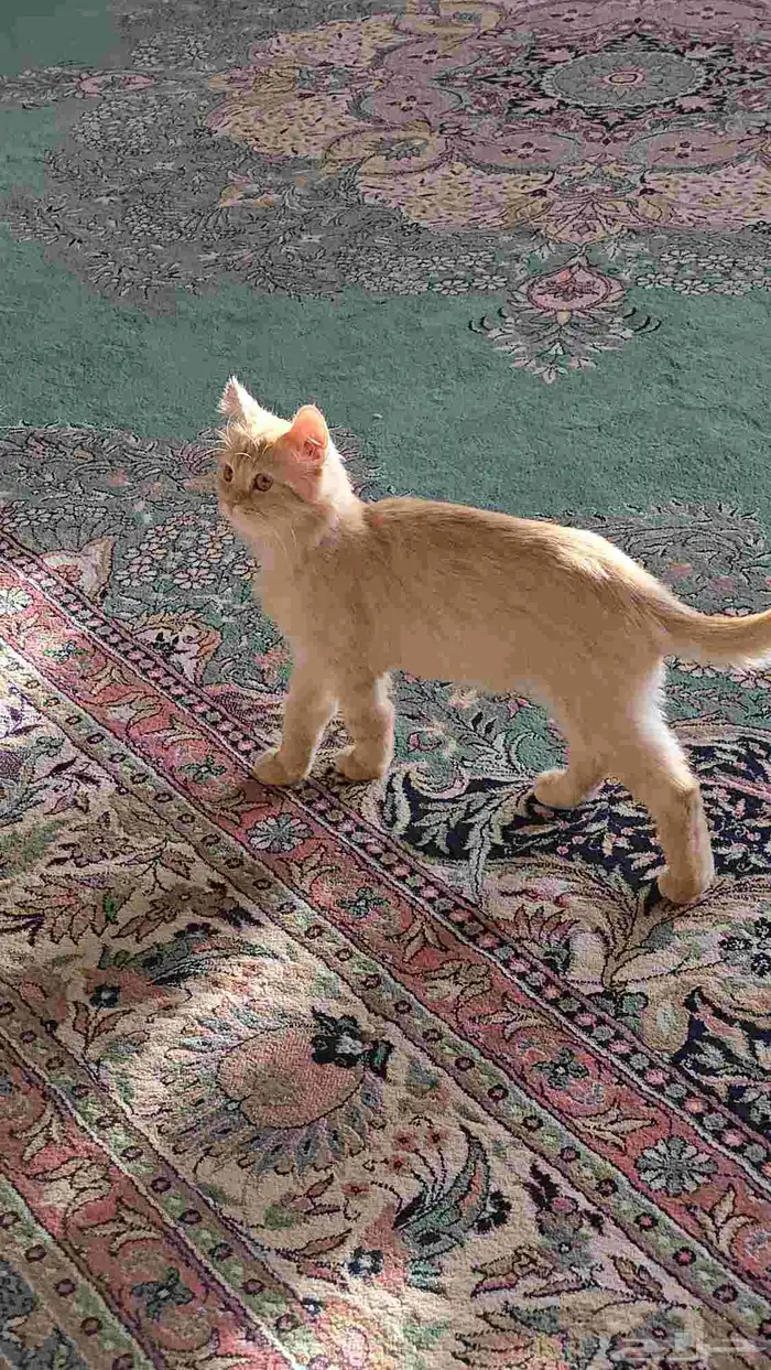 قطه للتبني 3