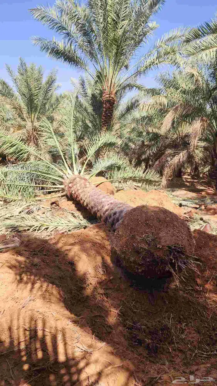 نخل للبيع 3