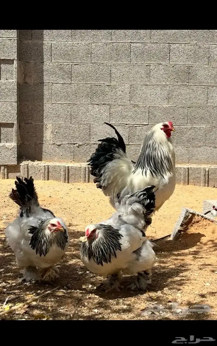 دجاج براهما سلالة كونك (خوارج ). للبيع 8