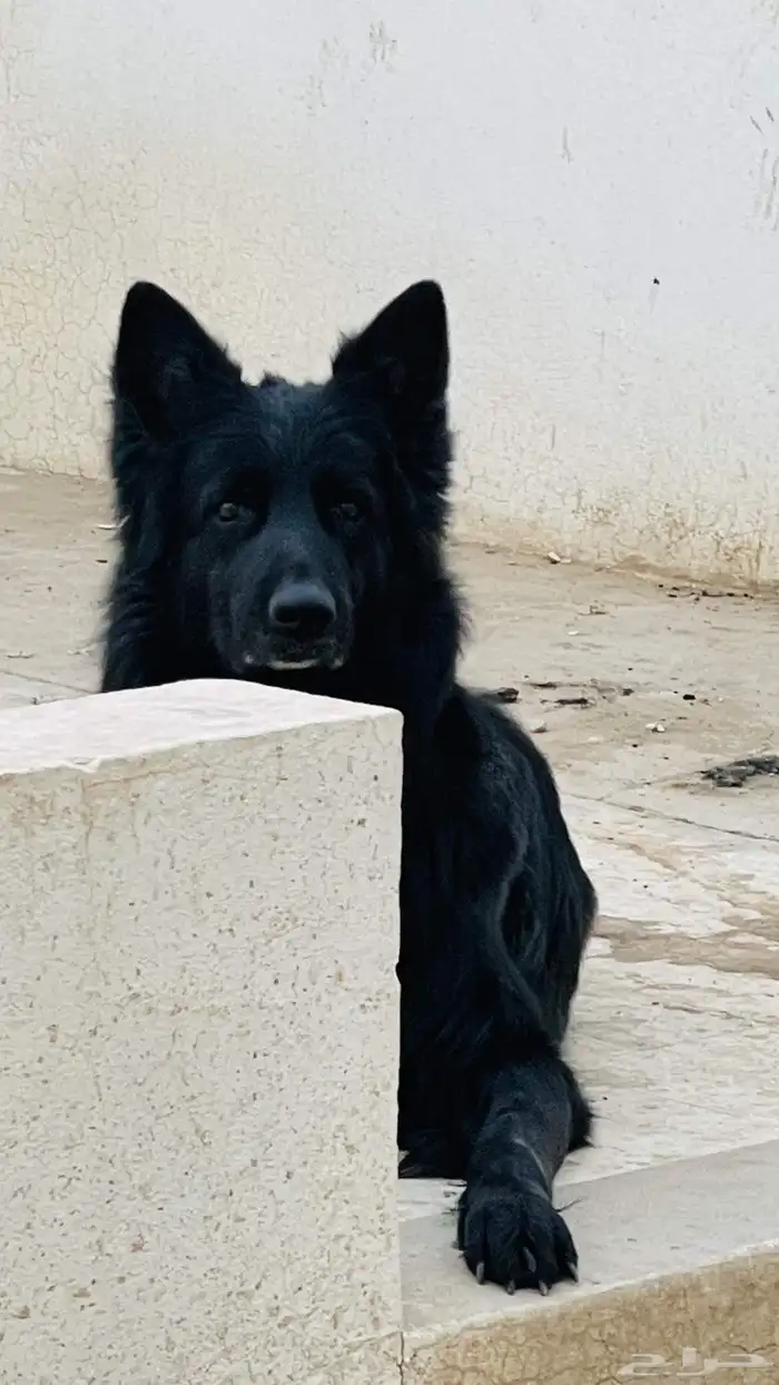 جيرمن شيبرد لونج هير بلاك يلاك رويال مميز 1