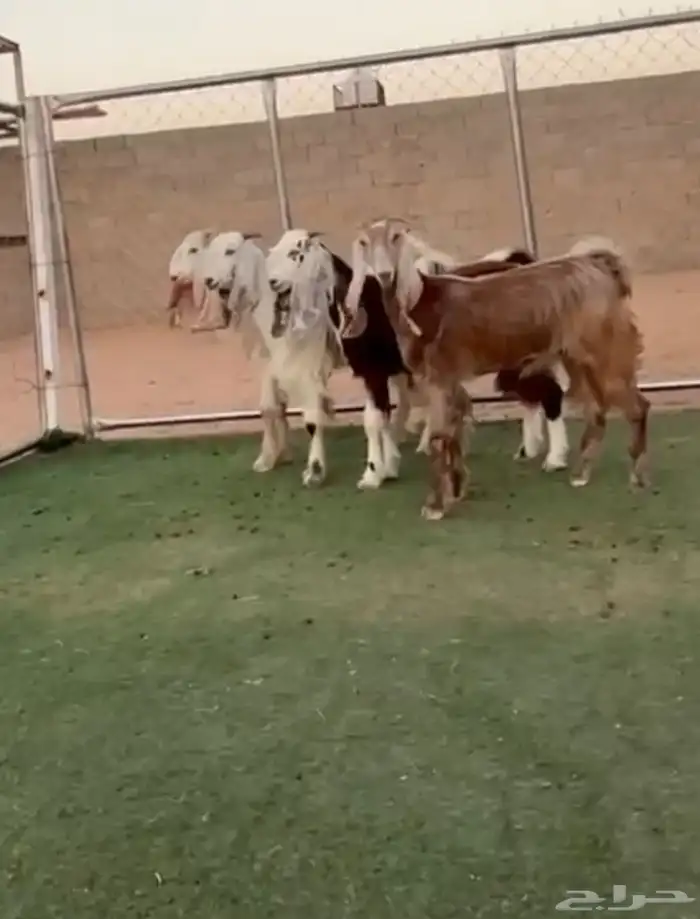 جفار مشاريك مصريه طيبه 0