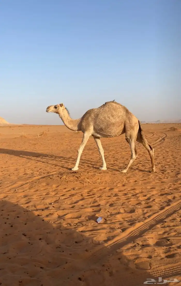 ضريبه 0