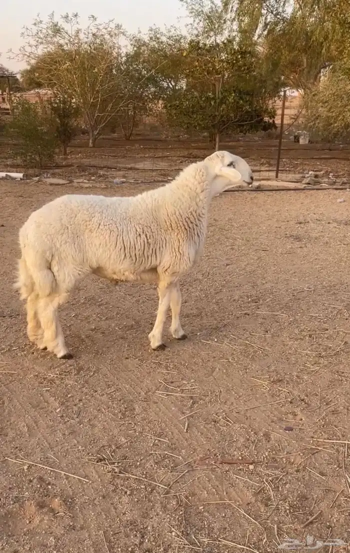 مشروع فحل حري 0