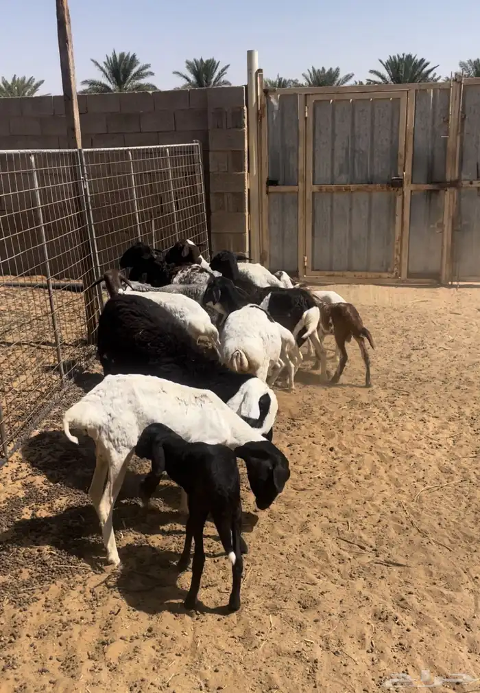 للبيع شياه برابر مواليد 0