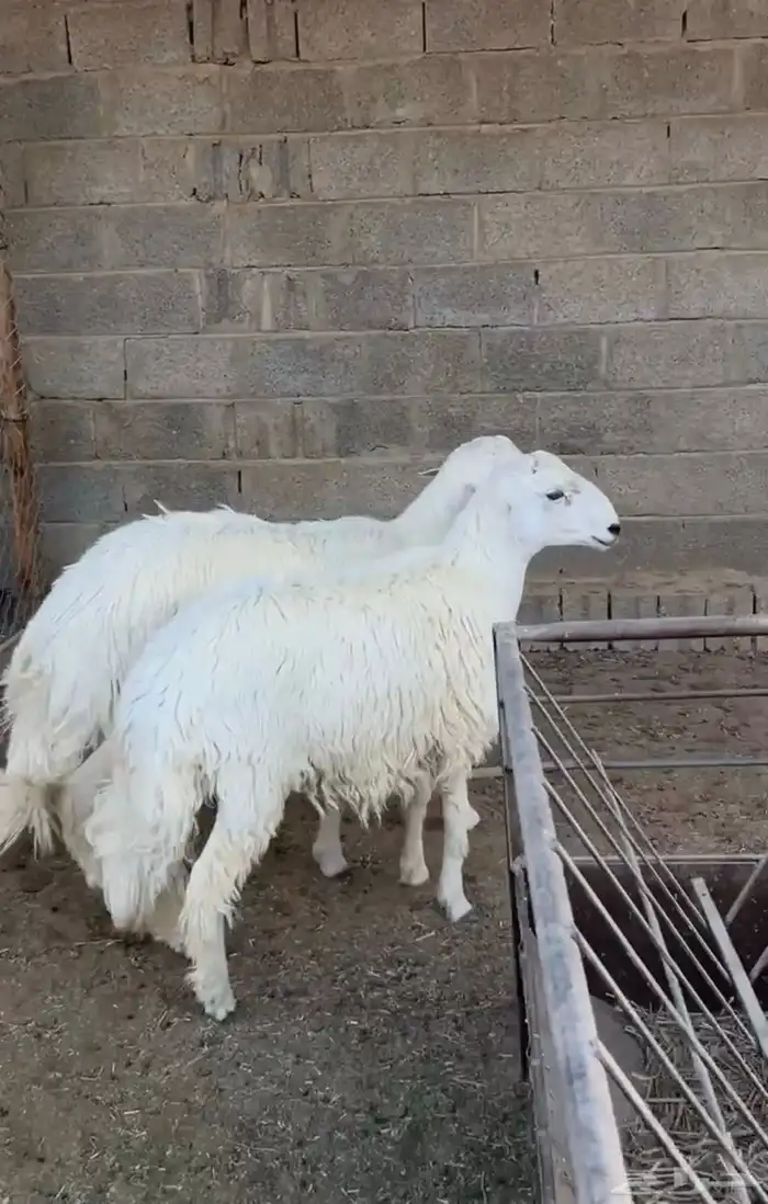 للبيع خرفان جذعان تم البيع 2
