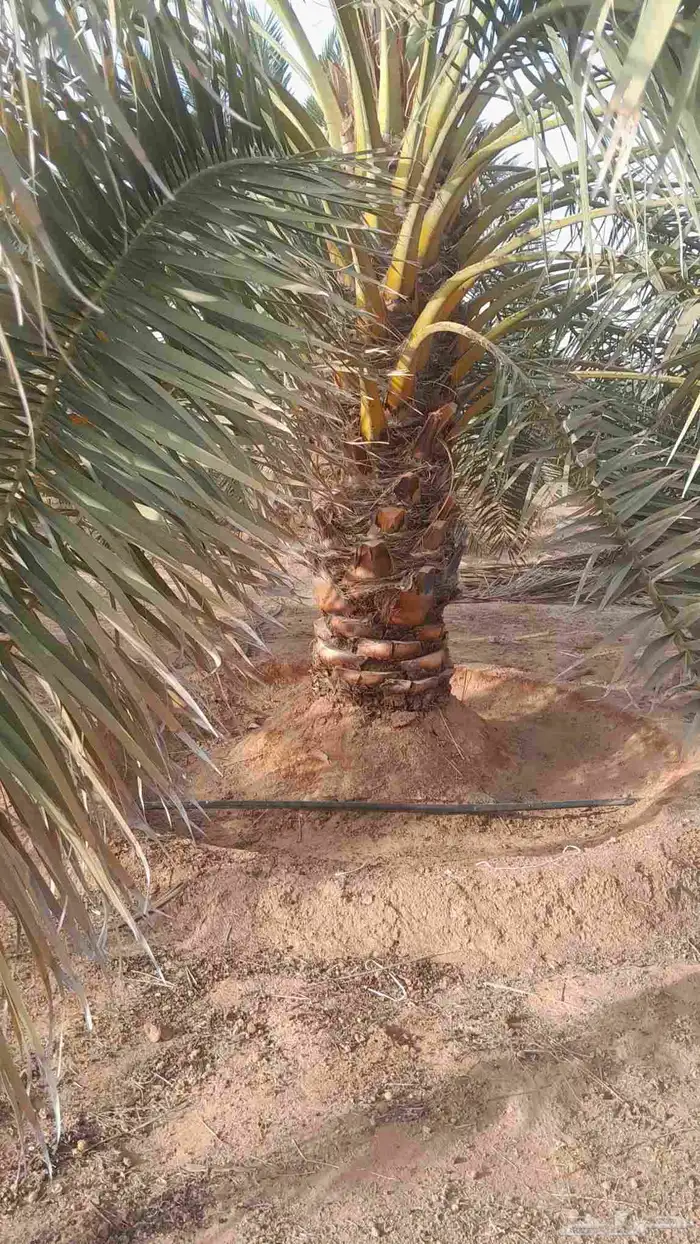 برحي طيب 8