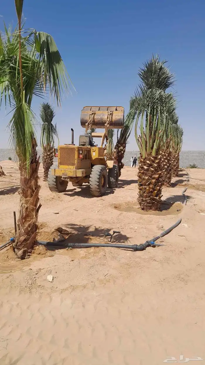 برحي طيب 5