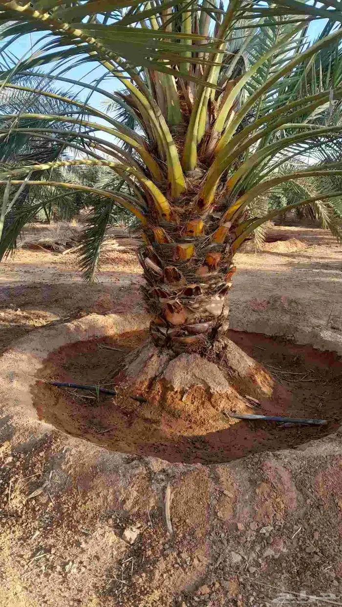 برحي طيب 2